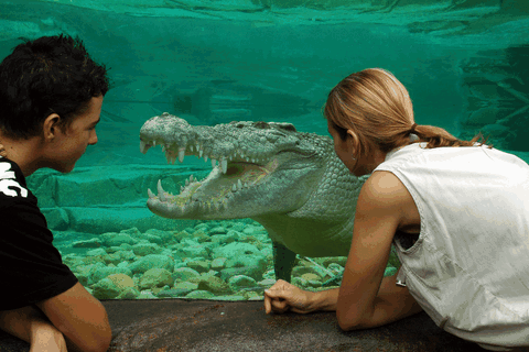 Cairns Wildlife Dome - Timeshare Accommodation 1