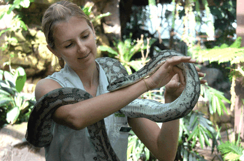 Cairns Wildlife Dome - Timeshare Accommodation 2