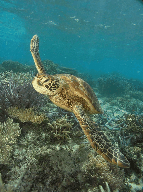 Big Cat Green Island Reef Cruises - Timeshare Accommodation 2