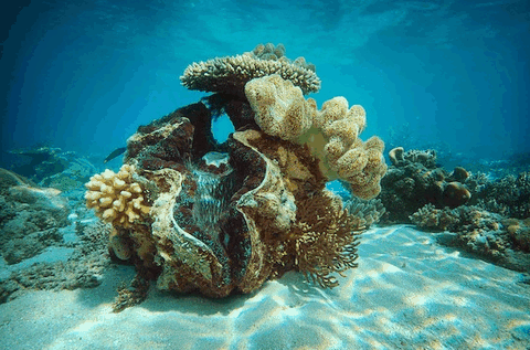 Big Cat Green Island Reef Cruises - Timeshare Accommodation 3