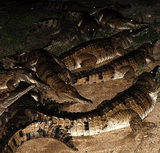 Cairns Night Zoo - Timeshare Accommodation 3