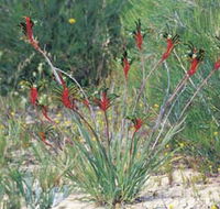 Kalbarri Wildflower Centre - Timeshare Accommodation