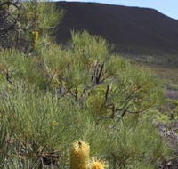 Lesueur Walk Trail Mount Lesueur - Timeshare Accommodation