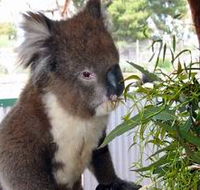 Glen-Forest Tourist Park