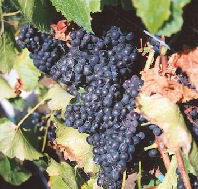 Darlington Vineyard