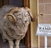 Tasmanian Wool Centre - Timeshare Accommodation
