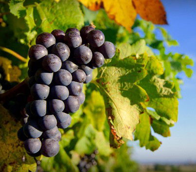 Panorama Vineyard - Timeshare Accommodation 0