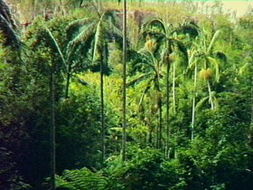 Book Cania QLD Attractions Timeshare Accommodation Timeshare Accommodation