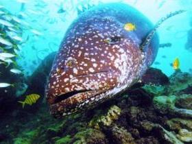 Lady Musgrave Island Dive Sites - Timeshare Accommodation 0