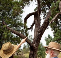 Charleville - Outback Native Timber Walk