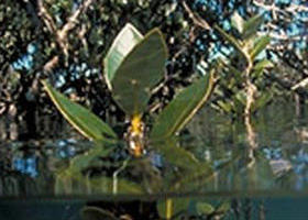 Jawbone Marine Sanctuary - Timeshare Accommodation 0