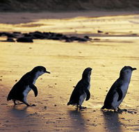 Phillip Island Nature Park - Timeshare Accommodation