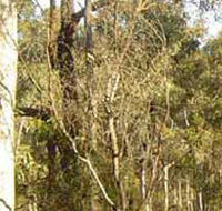 Warby-Ovens National Park - Timeshare Accommodation
