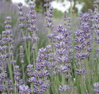 Warratina Lavender Farm
