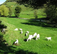 Goats of Gaia Soap