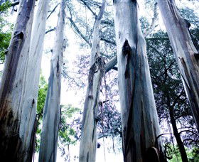 Dandenong Ranges National Park - Timeshare Accommodation 0