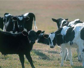 Bodalla Dairy Cheese Factory - Timeshare Accommodation 0