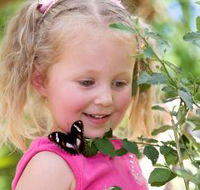 Coffs Harbour Butterfly House - Timeshare Accommodation