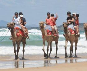 Camel Rides With Coffs Coast Camels - Timeshare Accommodation 0