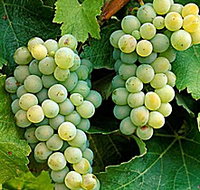 Clover Hill Vineyard - Timeshare Accommodation
