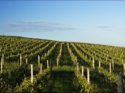 Delamere Vineyard - Timeshare Accommodation 0