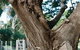 Kiltynane Wines - thumb 8
