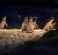 Phillip Island Nature Parks - Timeshare Accommodation