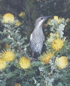 Dryandra Woodland - Timeshare Accommodation 1