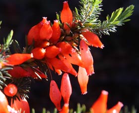 Mount Dale Walk Trail - Timeshare Accommodation 3