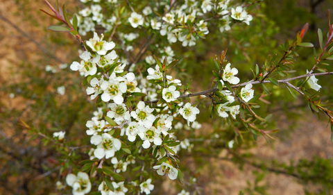 Six Foot Walking Track - Timeshare Accommodation 2