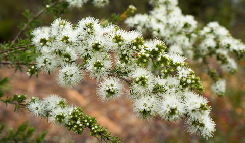 Six Foot Walking Track - Timeshare Accommodation 3