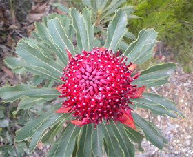 All Sydney Touring - Timeshare Accommodation 4