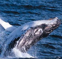 Sydney Eco Whale Watching - Timeshare Accommodation
