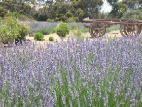 Emu Bay Lavender - Timeshare Accommodation 3