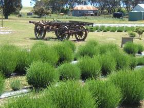 Emu Bay Lavender - Timeshare Accommodation 2