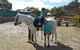 Animal Farm Goolwa - thumb 2