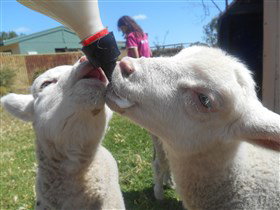 Animal Farm Goolwa - Timeshare Accommodation 1