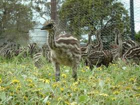 Avenue Emus - Timeshare Accommodation 1