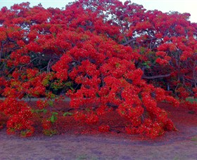 George Brown Darwin Botanic Gardens - Timeshare Accommodation 1