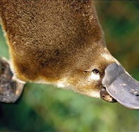 Eungella National Park - Timeshare Accommodation