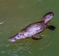 Platypus Viewing at Broken River - Timeshare Accommodation