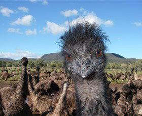 Emu Logic - Timeshare Accommodation 1