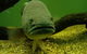 John Lake Centre - Narrandera Fisheries Centre - thumb 0