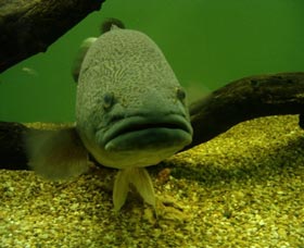 John Lake Centre - Narrandera Fisheries Centre - Timeshare Accommodation 0