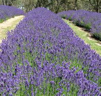Yuulong Lavender Estate