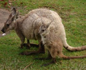 Forest Of Tranquillity - Australian Rainforest Sanctuary - Timeshare Accommodation 1