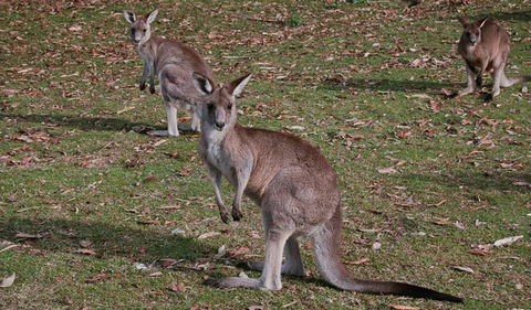 Lake Macquarie State Conservation Area - Timeshare Accommodation 1