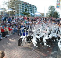 Pelican Feeding - Timeshare Accommodation