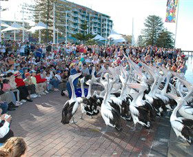 Pelican Feeding - Timeshare Accommodation 0