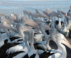 Pelican Feeding - Timeshare Accommodation 2